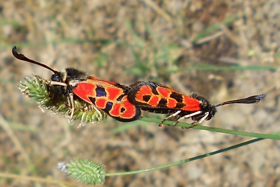 Zygaena hilaris? - Zygaena (Agrumenia) hilaris